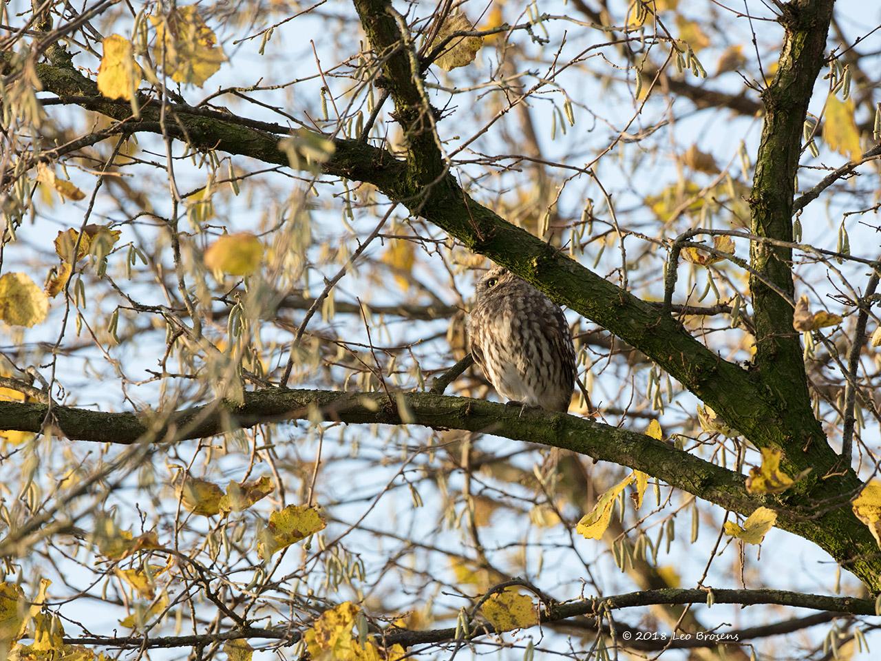 Steenuil in onze tuin kreeg een nestkast / 20181203