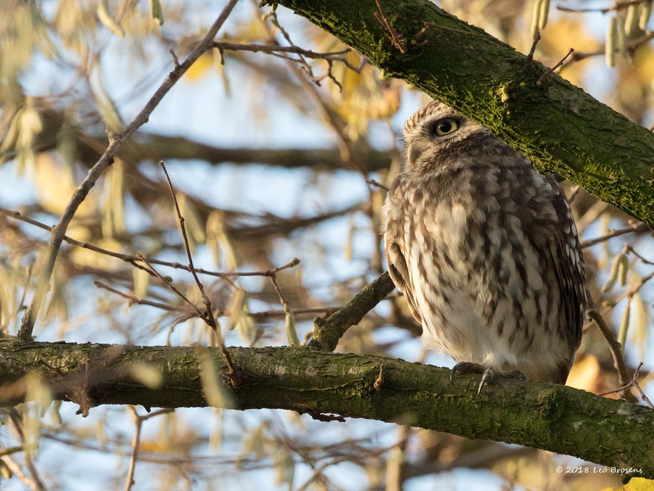 Steenuil in onze tuin kreeg een nestkast / 20181203