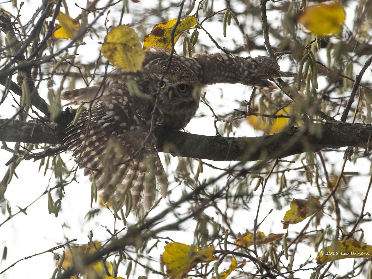 Steenuil in onze tuin kreeg een nestkast / 20181203