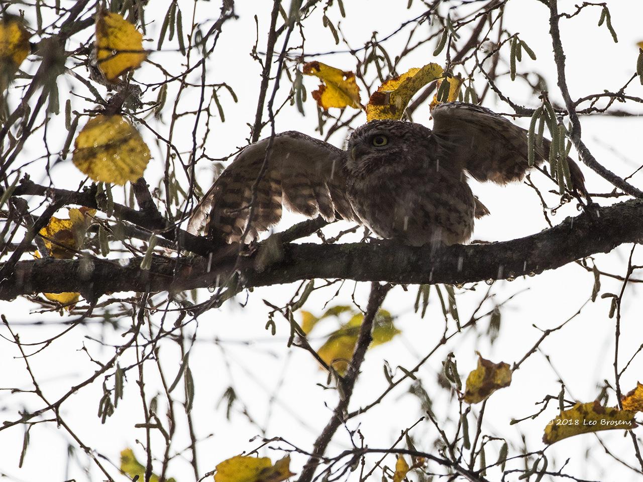 Steenuil in onze tuin kreeg een nestkast / 20181203