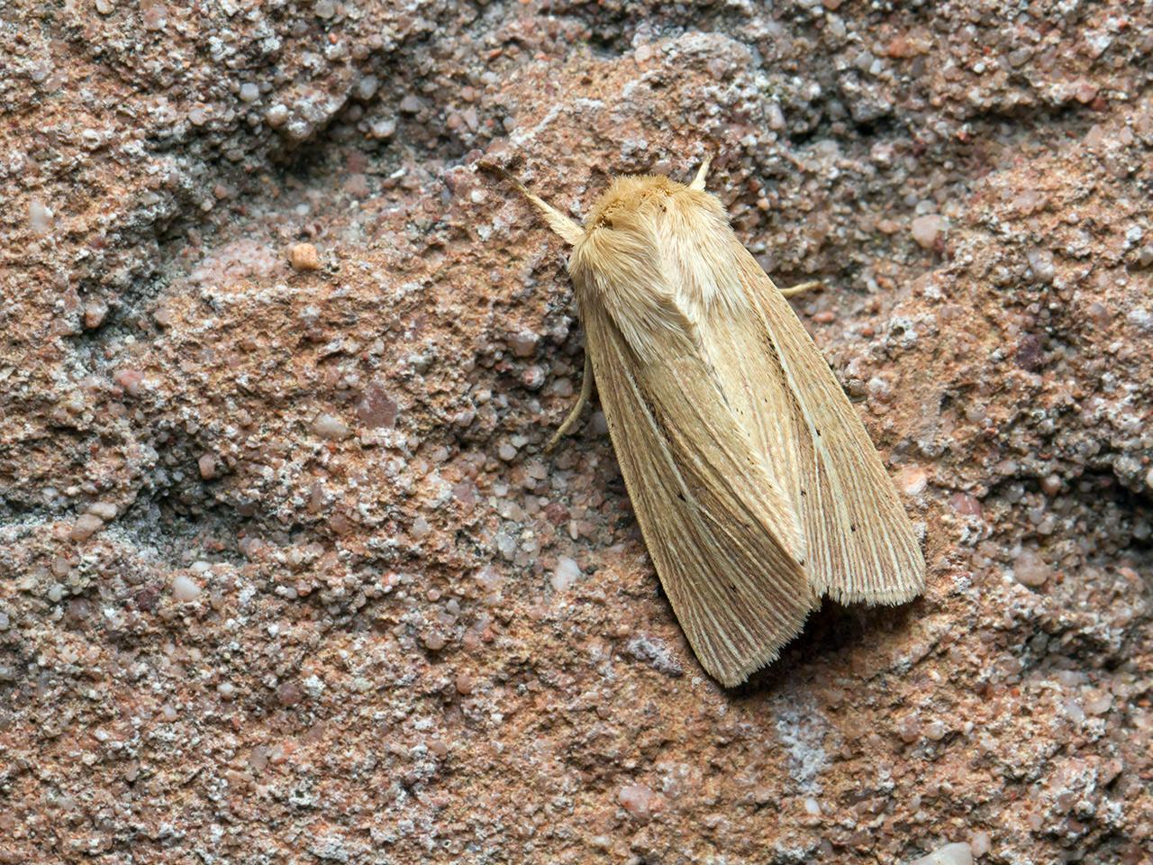 Stompvleugelgrasuil Mythimna impura-20150704g1280IMG_0998a.jpg