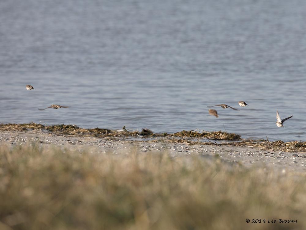 Strandleeuwerik-20190121g1000aYSXX4330crfbwn.jpg