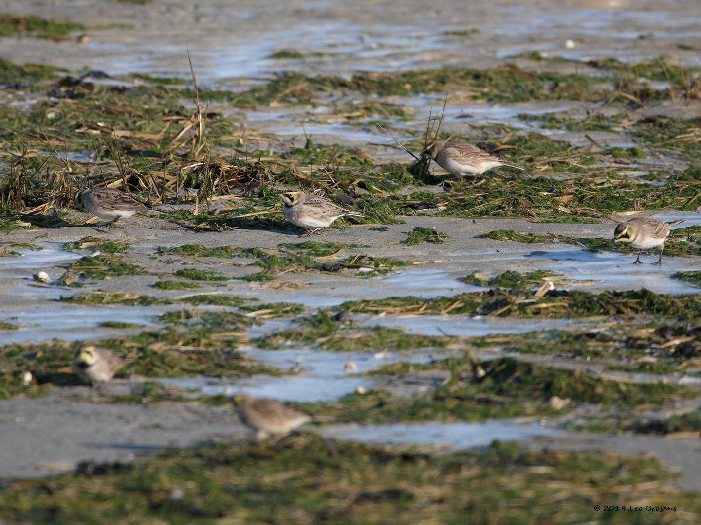 Strandleeuwerik-20190121g1440aYSXX4114crfb.jpg