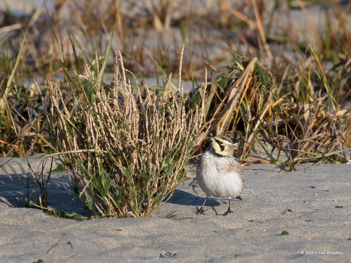 Strandleeuwerik-20190121g1440aYSXX4269crfb.jpg