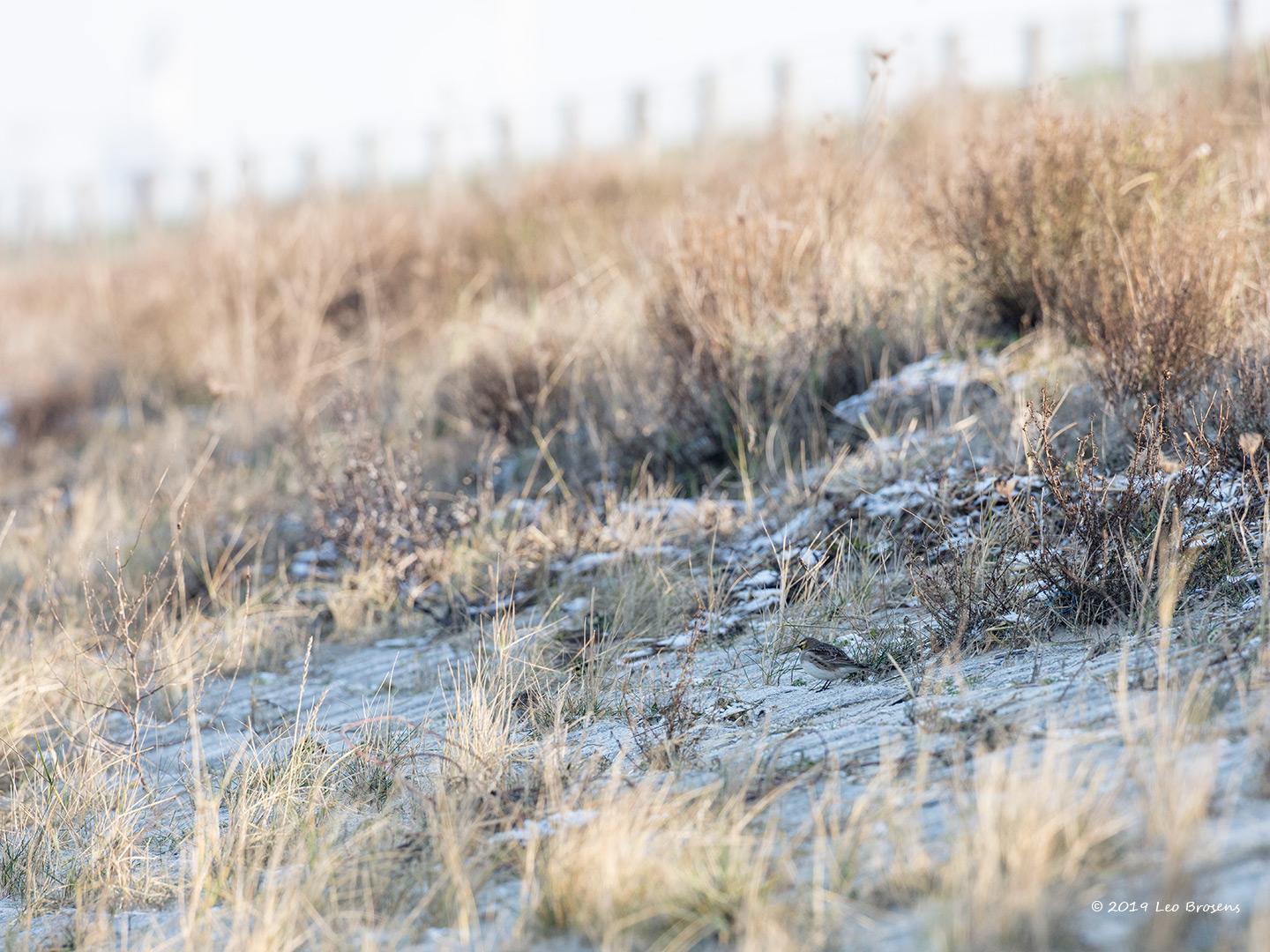 Strandleeuwerik-20190121g1440aYSXX4317crfb.jpg