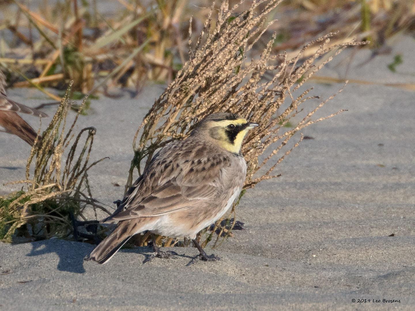 Strandleeuwerik-20190121g1440bYSXX4250crfb.jpg