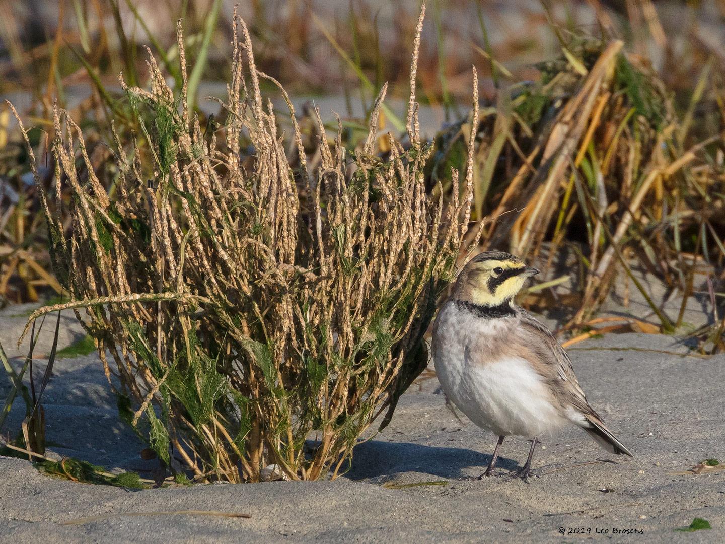 Strandleeuwerik-20190121g1440bYSXX4272crfb.jpg