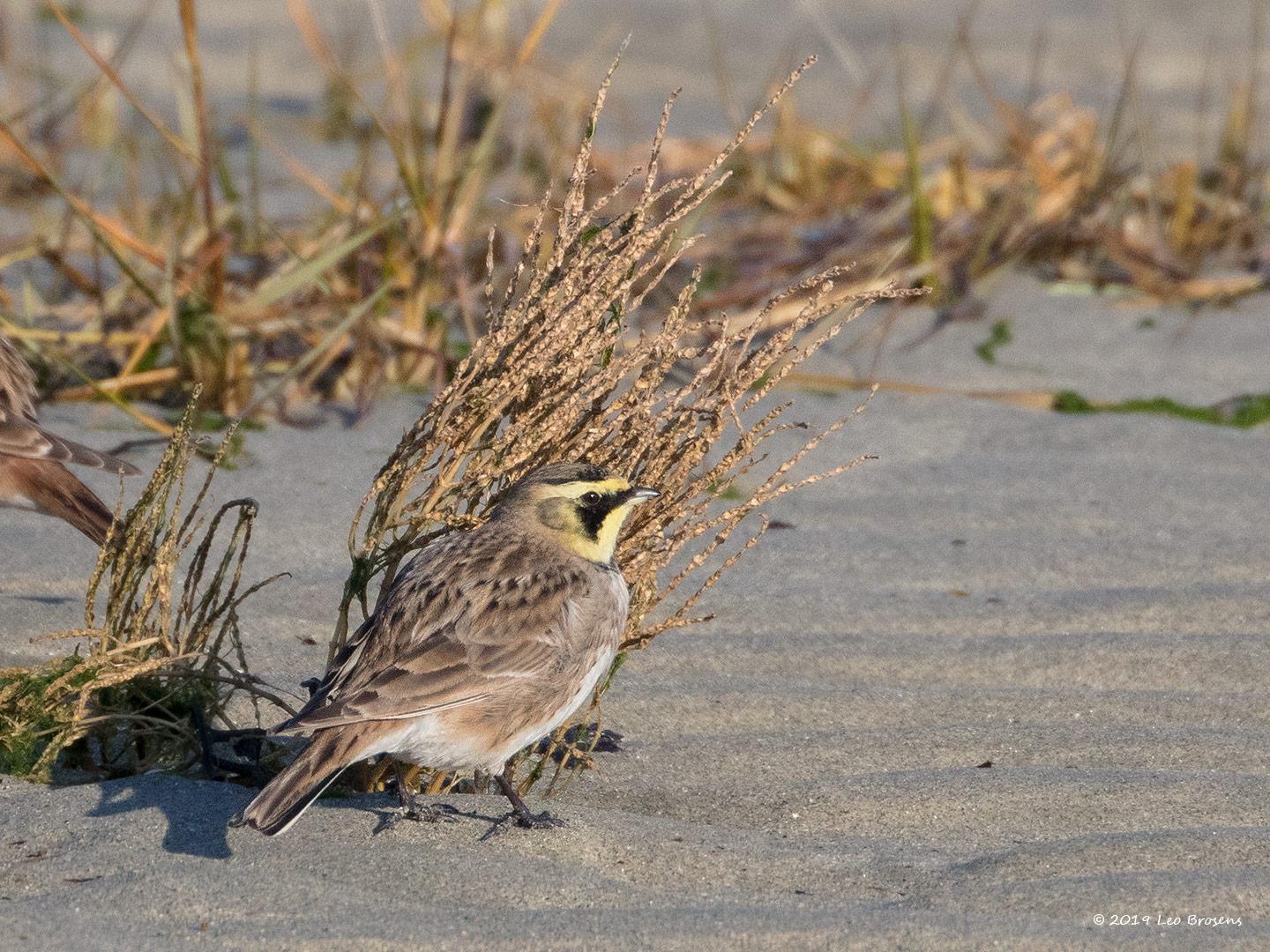 Strandleeuwerik-20190121g1440cYSXX4250crfb.jpg