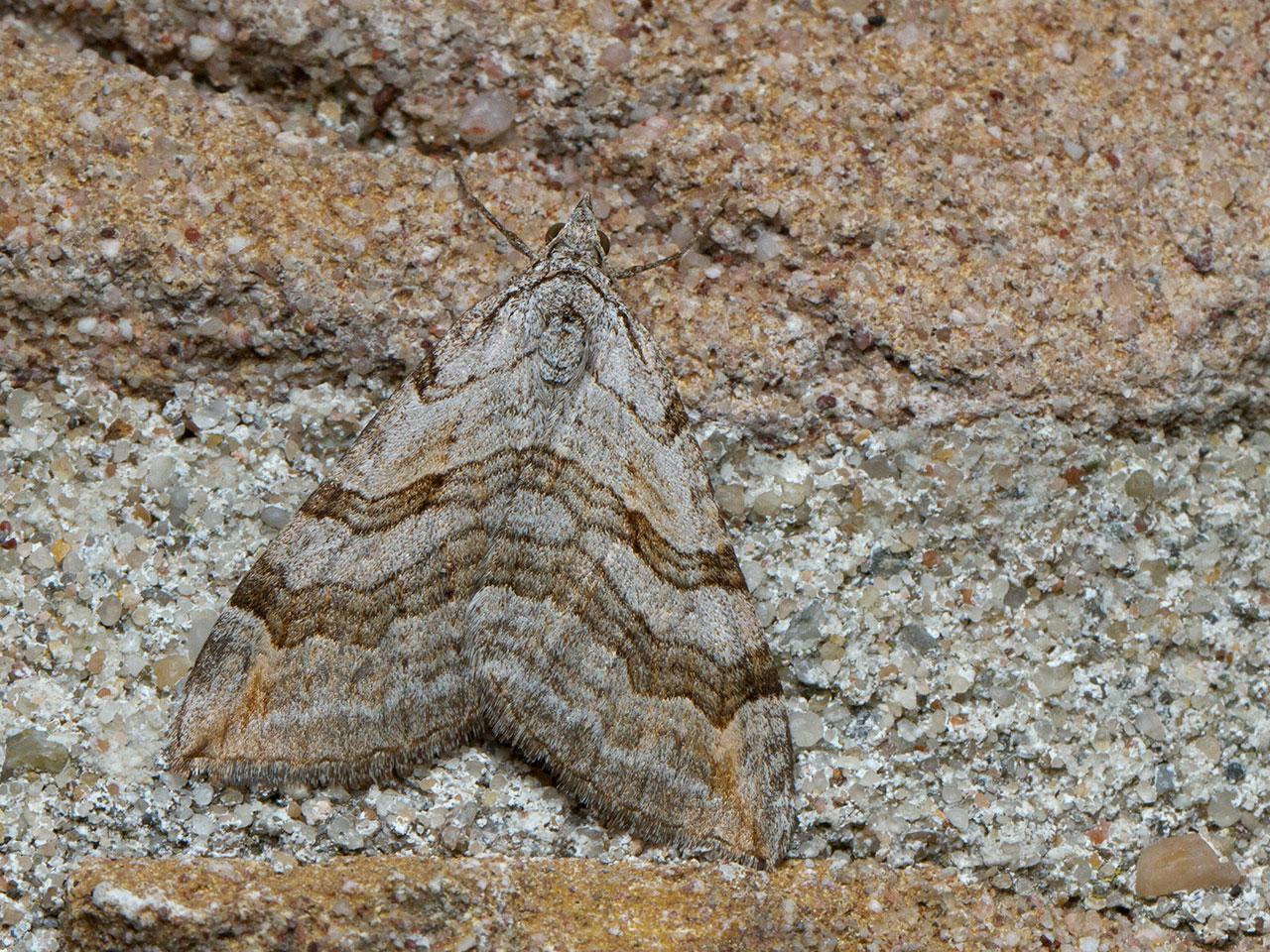 Streepblokspanner-Aplocera-plagiata-20140907g1280IMG_6731a.jpg