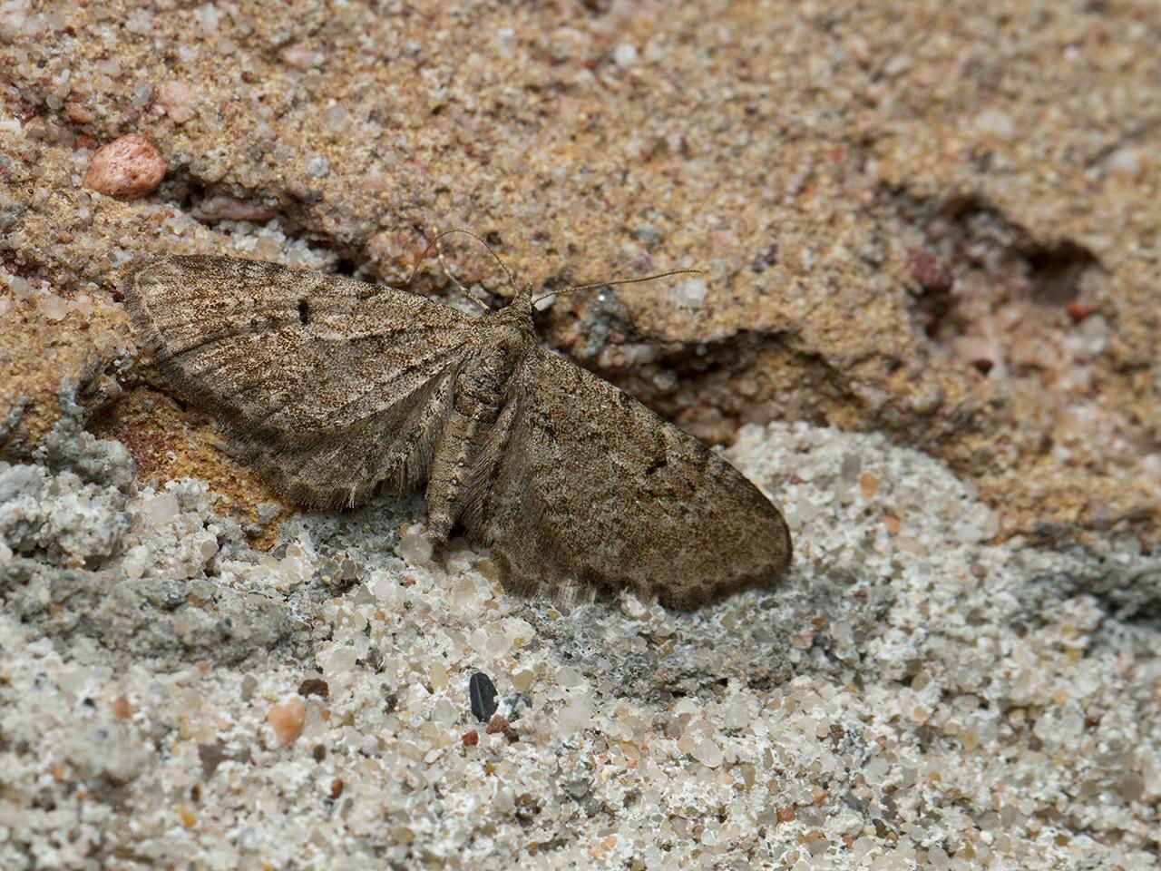 Streepjesdwergspanner Eupithecia intricata-20140515g1280IMG_3529a.jpg