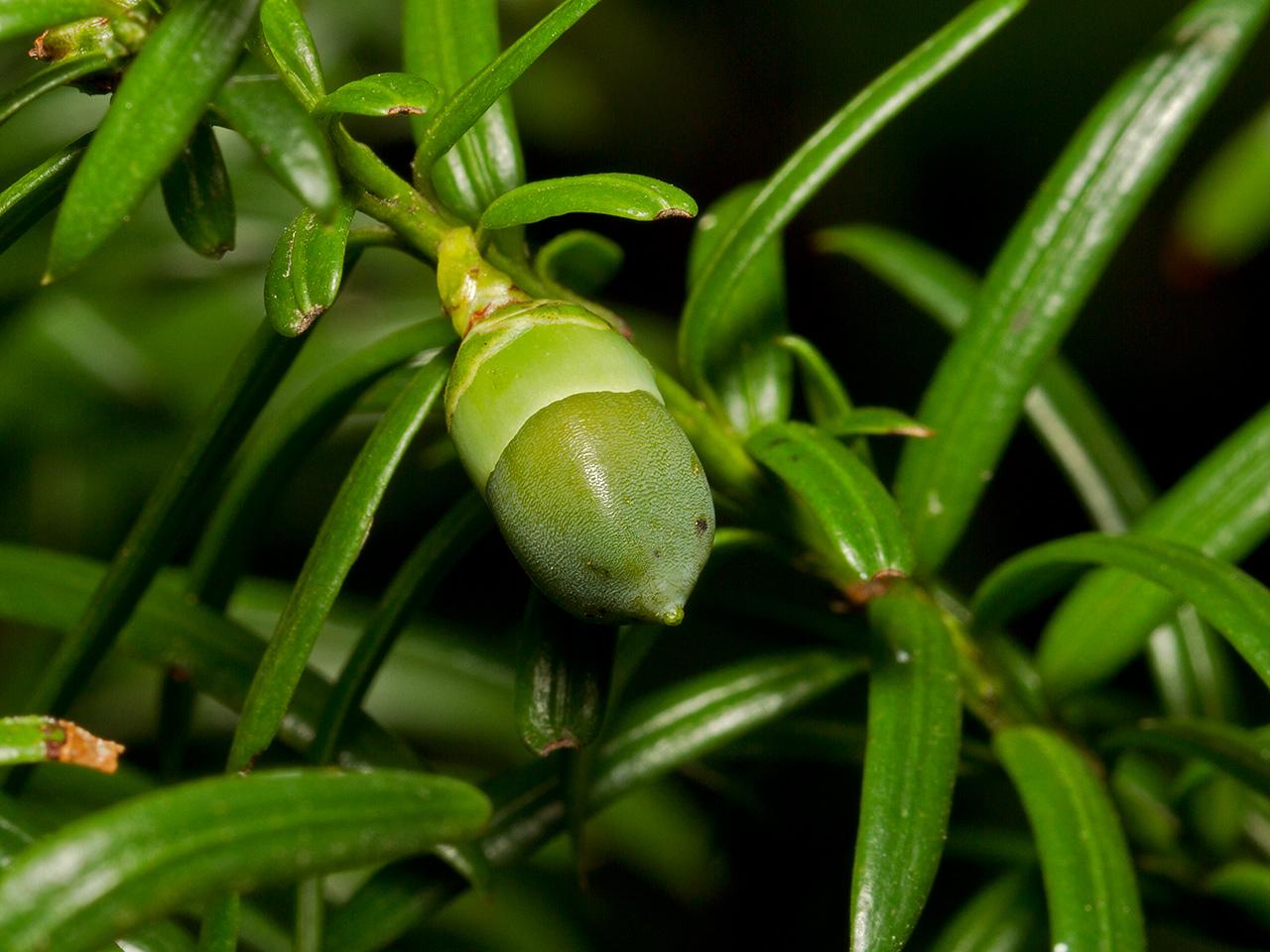 Taxus-20120901g1280IMG_9860a.jpg