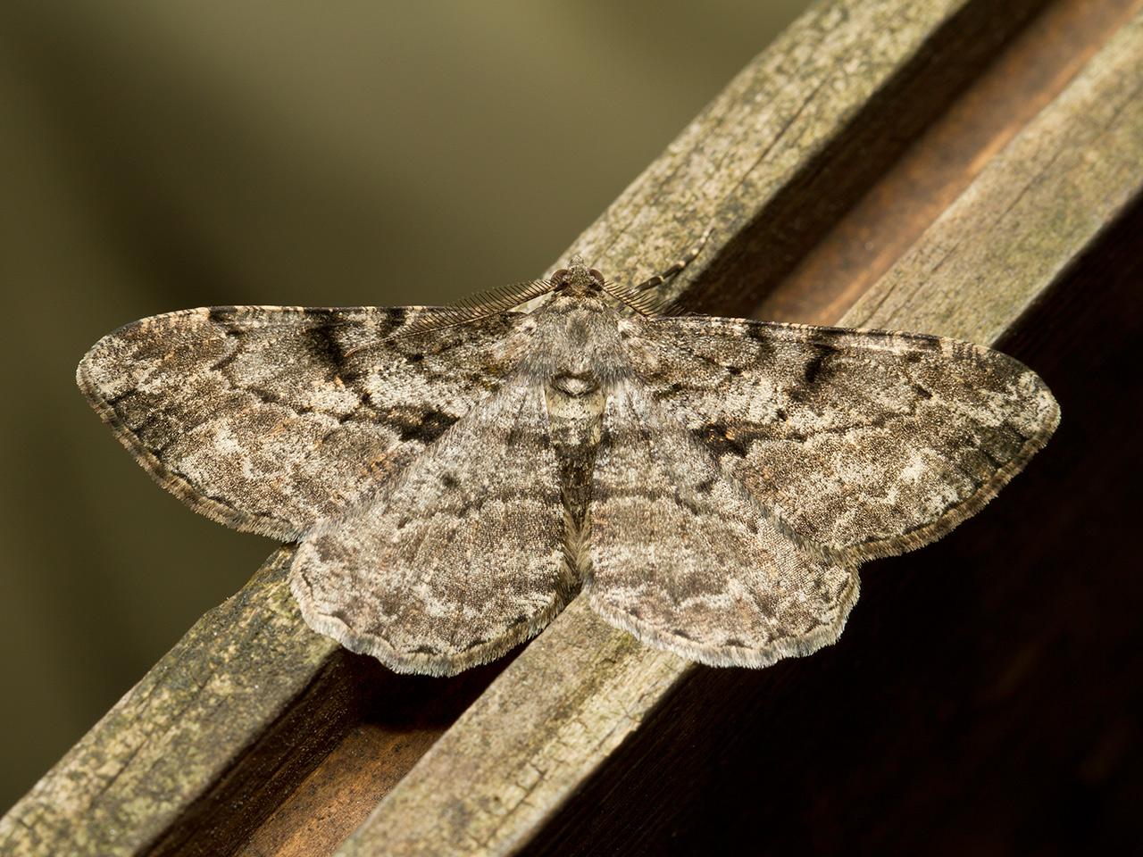 Taxusspikkelspanner-Peribatodes-rhomboidania-20130624g1280IMG_6795a.jpg