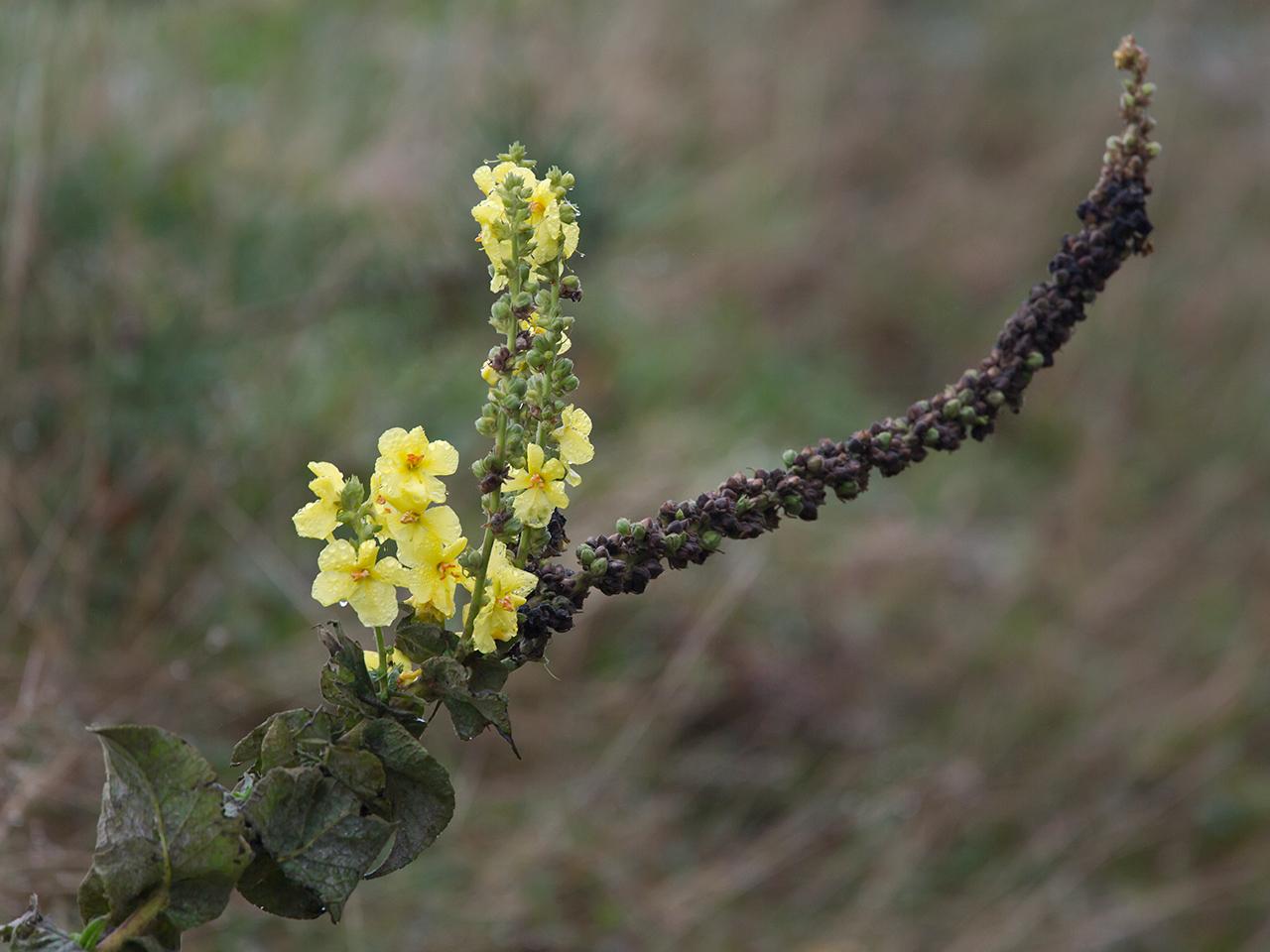 Teunisbloem-20131102g12807X1A9268a.jpg