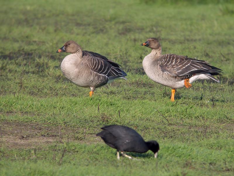 Toendrarietgans-20090425P1040077dpa_0.jpg