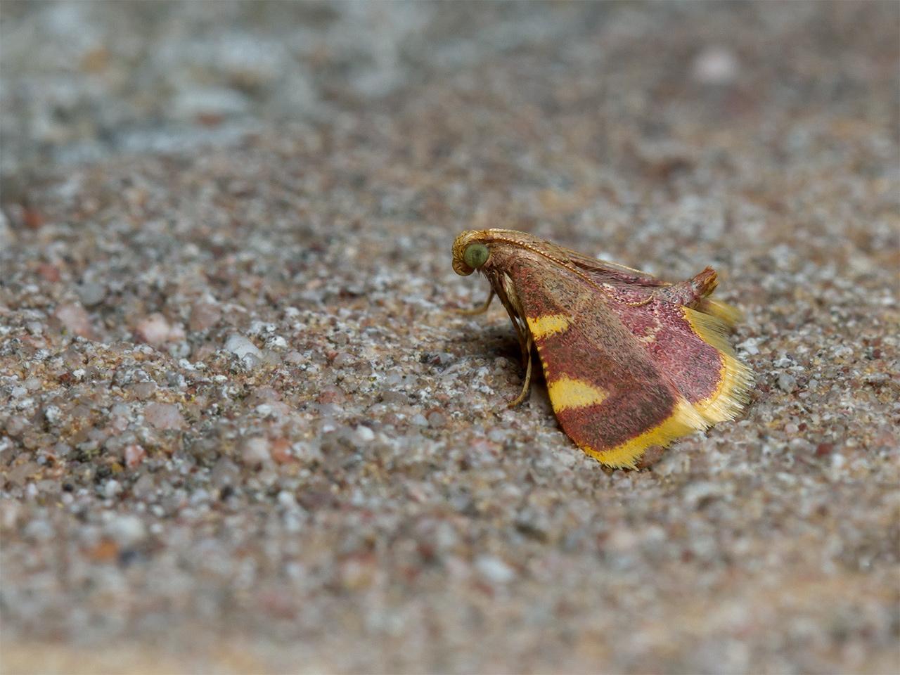 Triangelmot-20140913g1280IMG_6876a.jpg