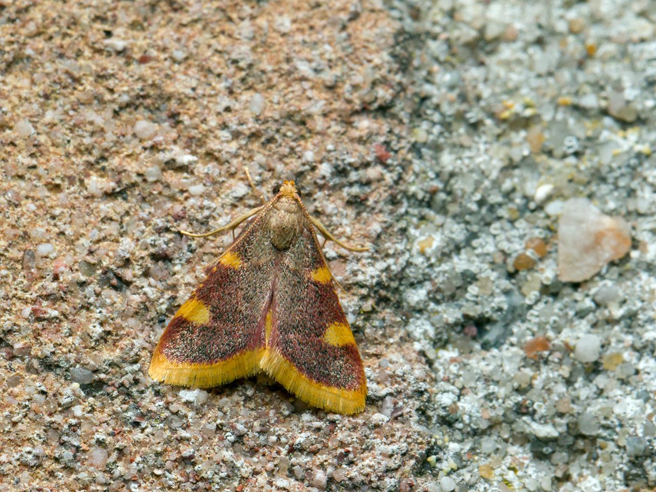 Triangelmot-Hypsopygia-costalis-20150626g1280_MG_0560a.jpg