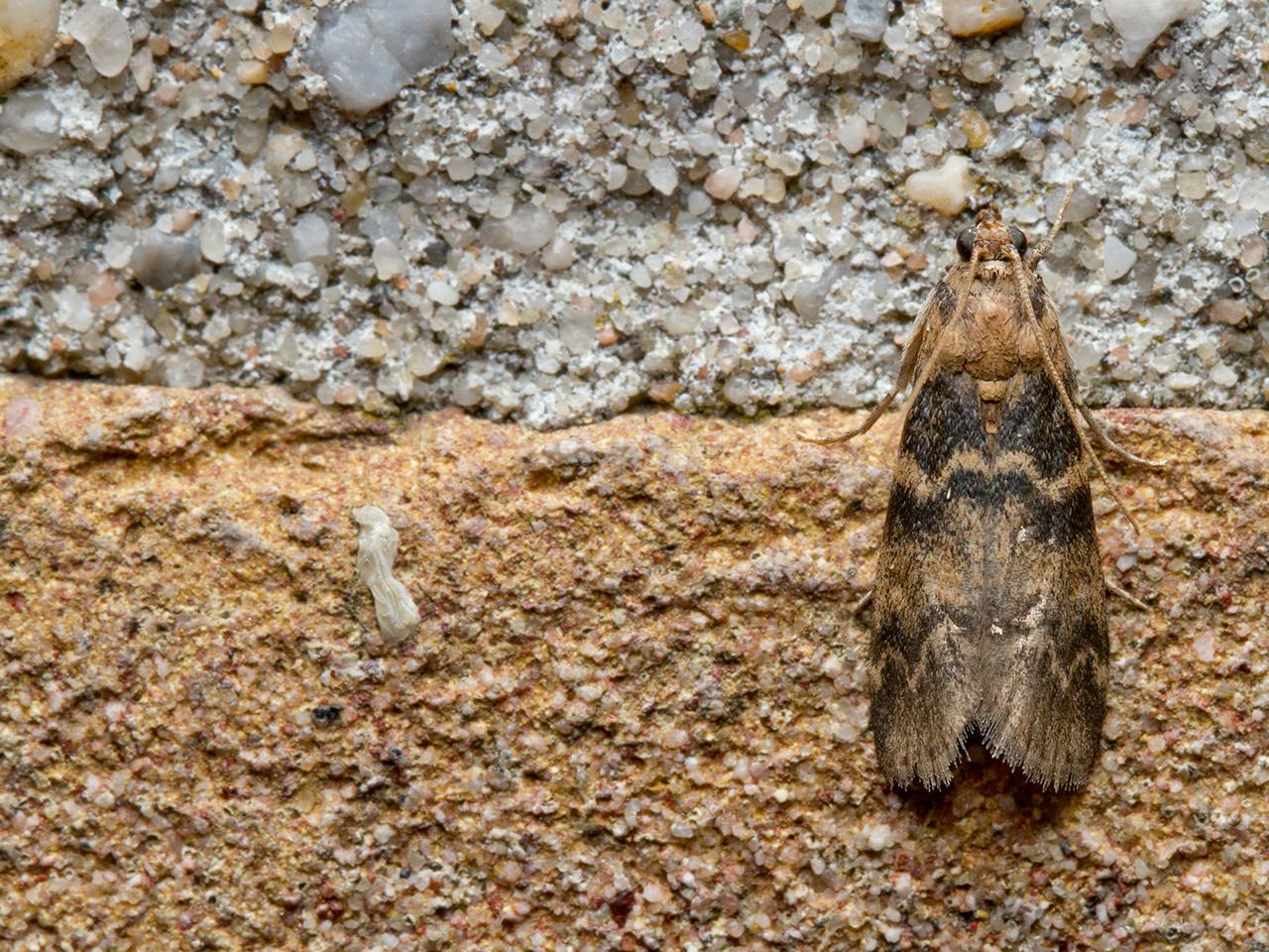 Tweekleurige lichtmot Euzophera pinguis-20150704g1280IMG_0927a.jpg