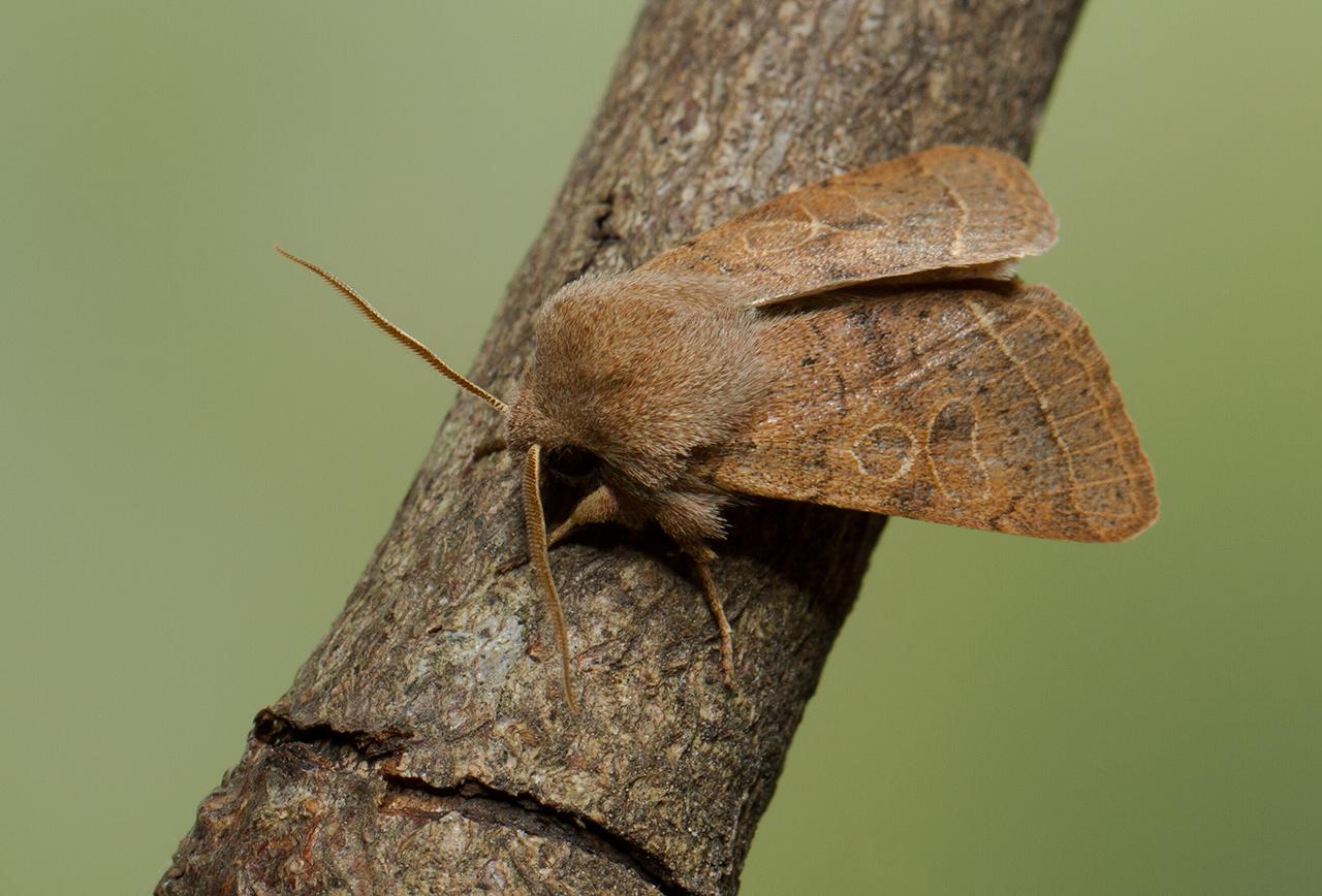 Tweestreepvoorjaarsuil orthosia cerasi -20140221g1280IMG_0909a.jpg