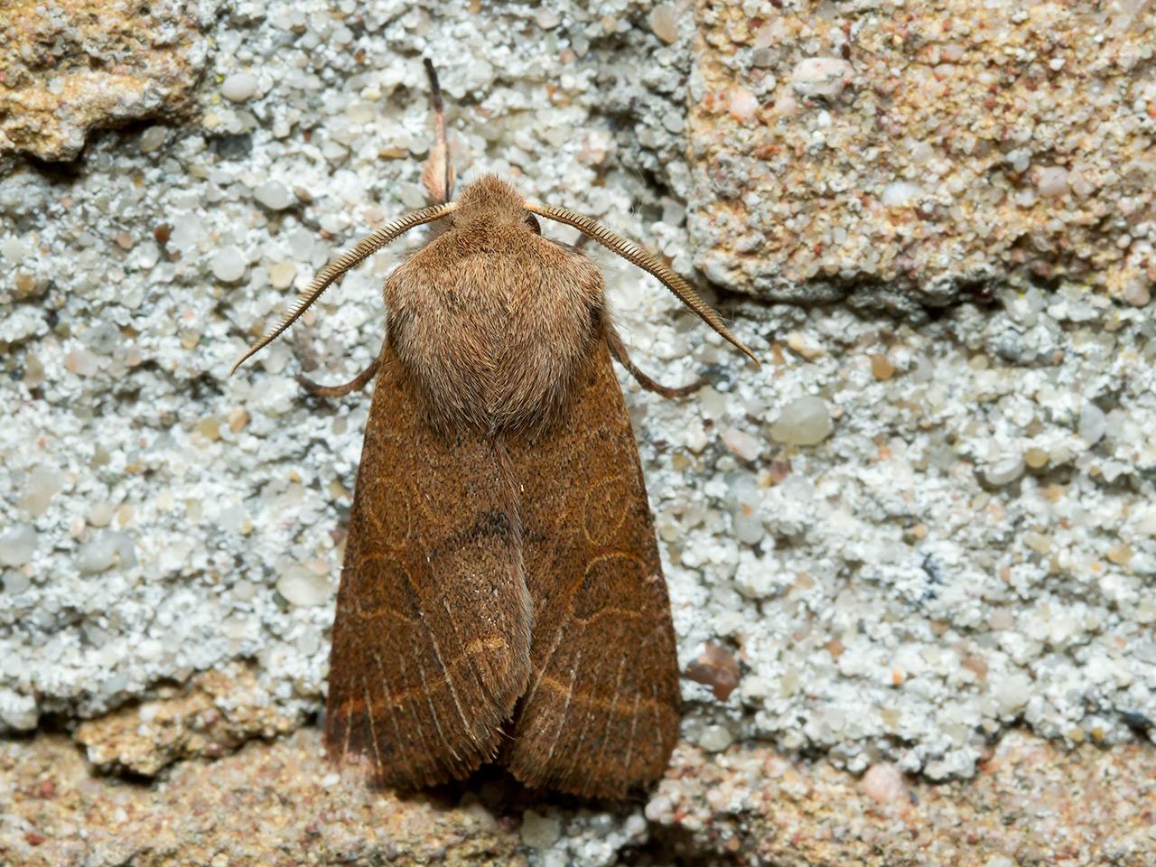 Tweestreepvoorjaarsuil-Orthosia-cerasi-20140311g1280IMG_1615.jpga_.jpg