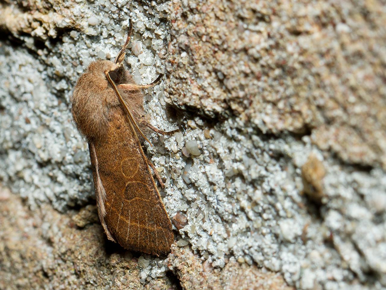 Tweestreepvoorjaarsuil-Orthosia-cerasi-20140311g1280IMG_1625.jpg