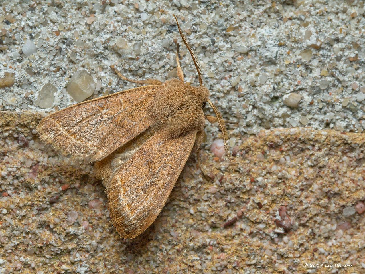 Tweestreepvoorjaarsuil-Orthosia-cerasi-20150312g1280IMG_8624acrfb_0.jpg