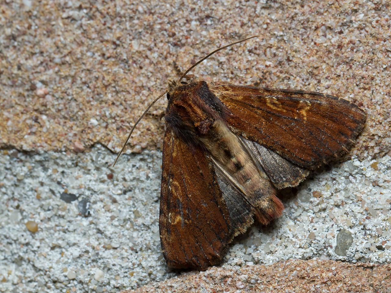 Variabele-grasuil-Apamea-crenata-20140517g1280IMG_3621a.jpg