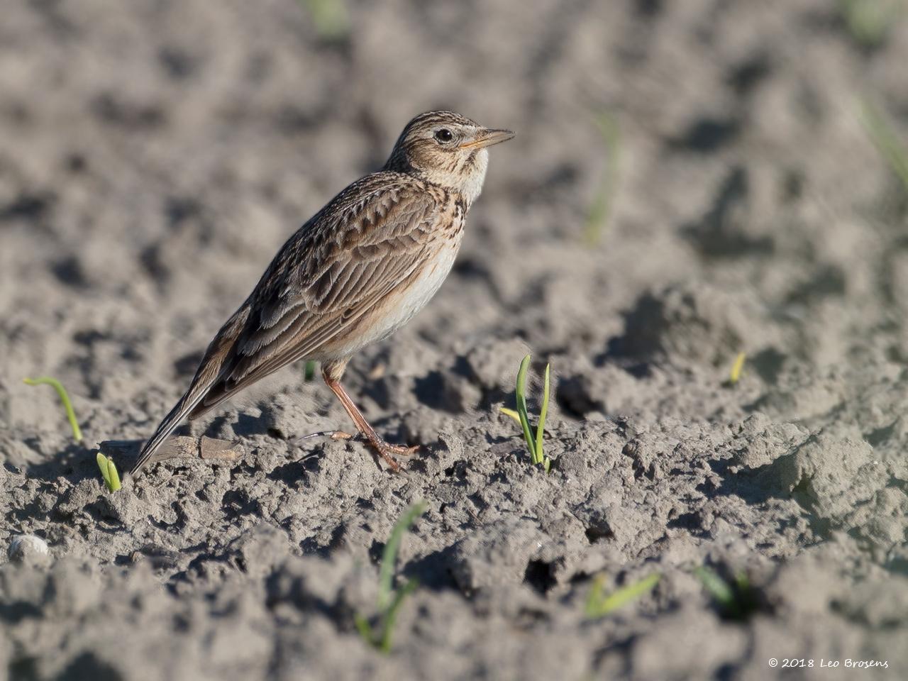 Veldleeuwerik-20180507g1280YSXX2373acrfb.jpg