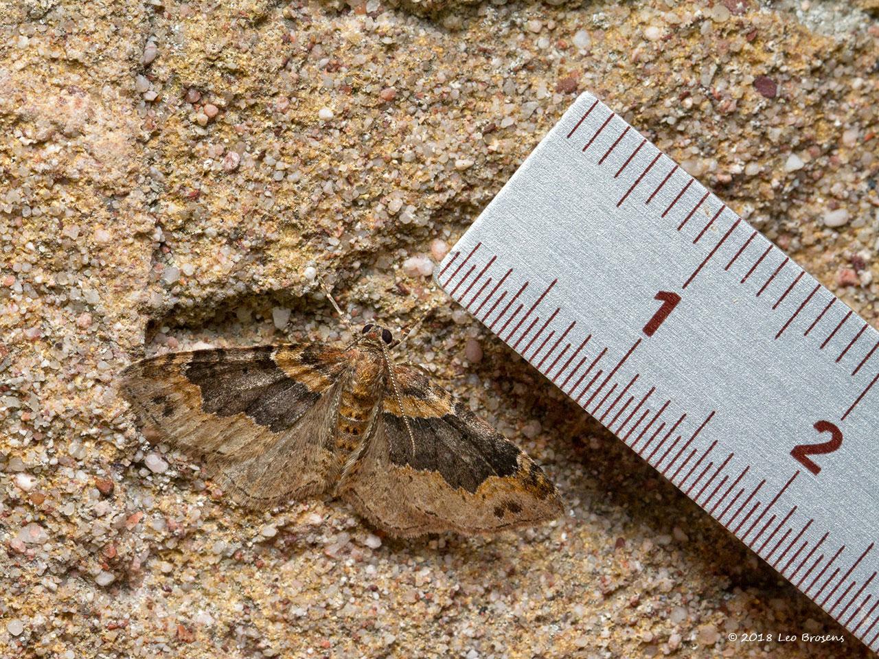 Vierbandspanner-Xanthorhoe-ferrugata-20150911g1280IMG_2532acrfb_0.jpg