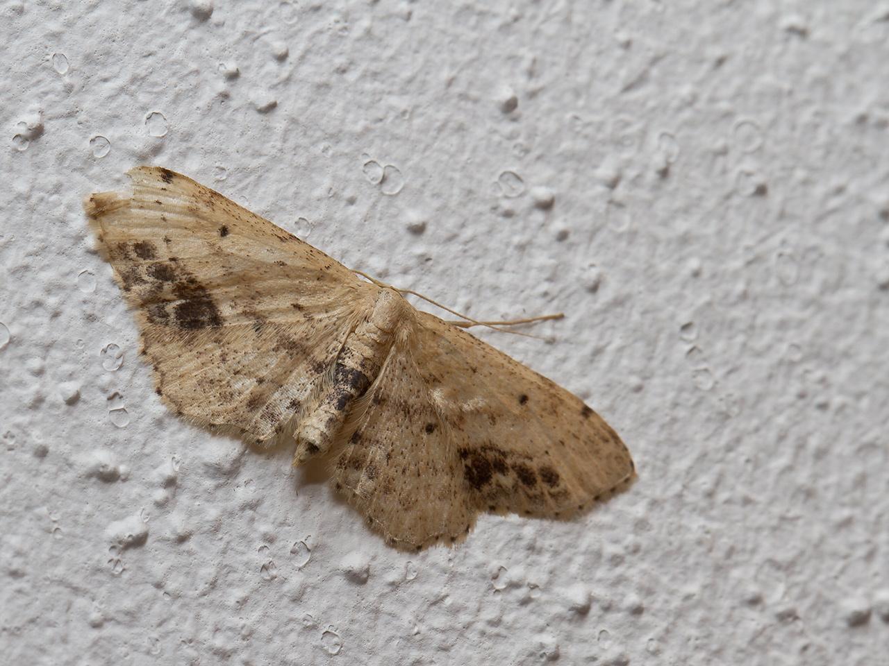 Vlekstipspanner-Idaea-dimidiata-20130726g1280IMG_8019a.jpg