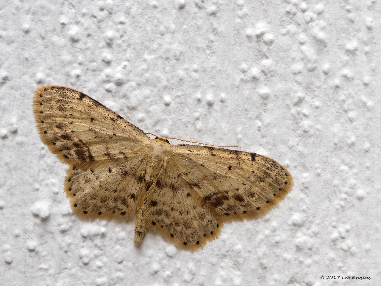 Vlekstipspanner-Idaea-dimidiata-20140702g1280IMG_5671acrfb_0.jpg