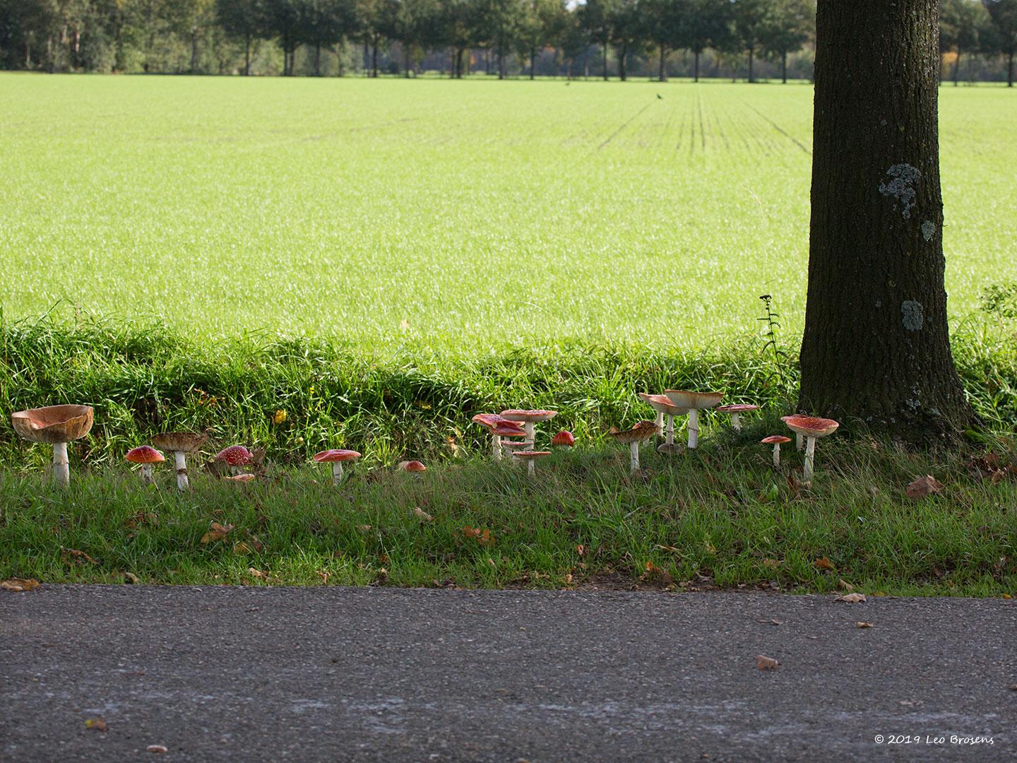 Vliegenzwam Zundert Hellegatweg / 20191024