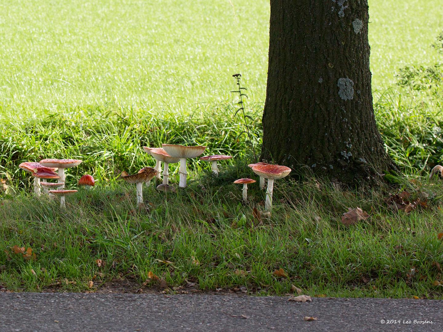 Vliegenzwam Zundert Hellegatweg / 20191024