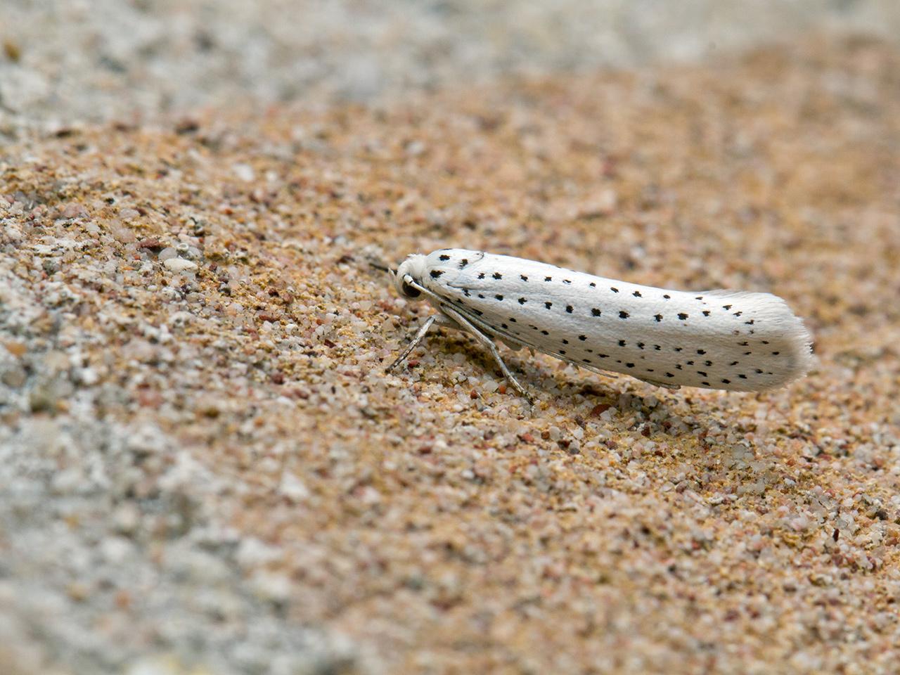 Vogelkersstippelmot-Yponomeuta-evonymella-20150702g1280_MG_0761a.jpg