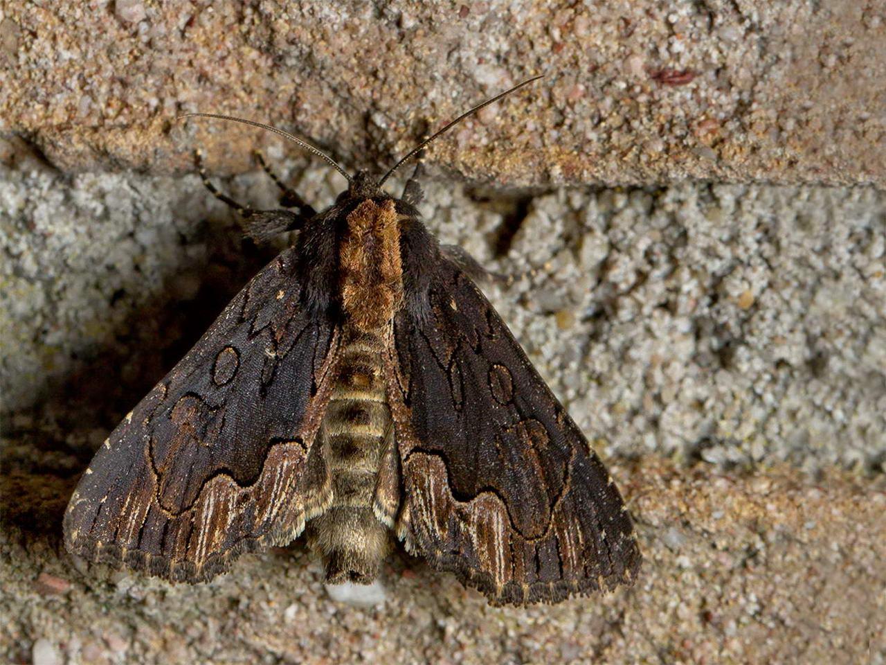 Vogelwiekje-20150613g1280IMG_0218a.jpg