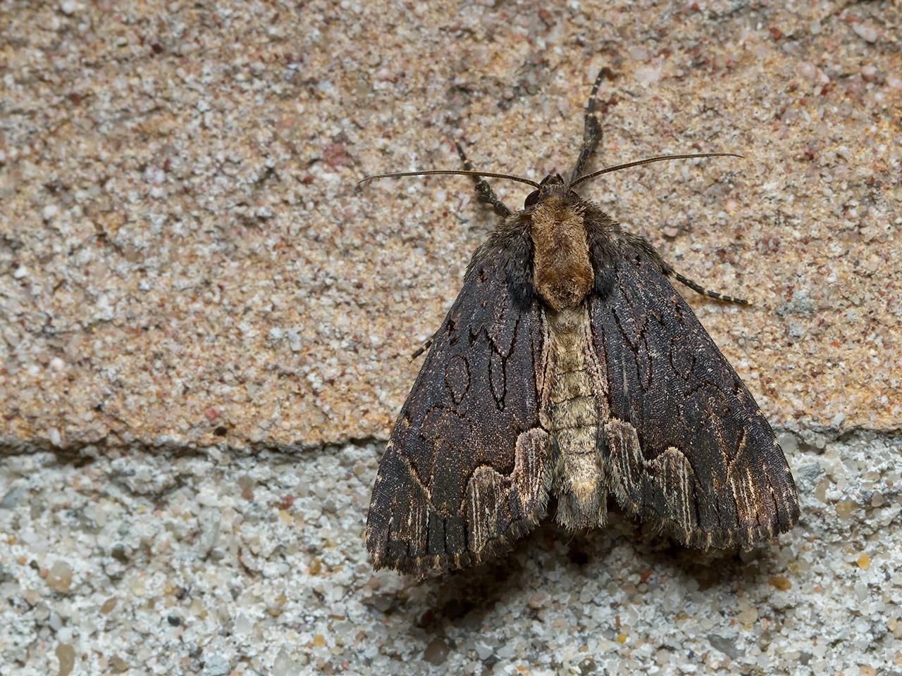 Vogelwiekje-Dypterygia-scabriuscula-20140616g1280IMG_5001a.jpg