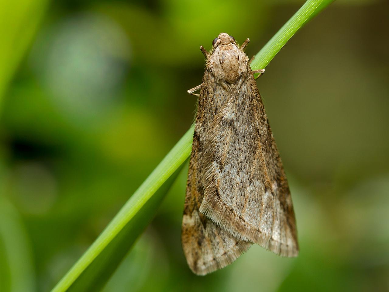 Voorjaarsboomspanner-Alsophila-aescularia-20140224g1280IMG_1180a.jpg