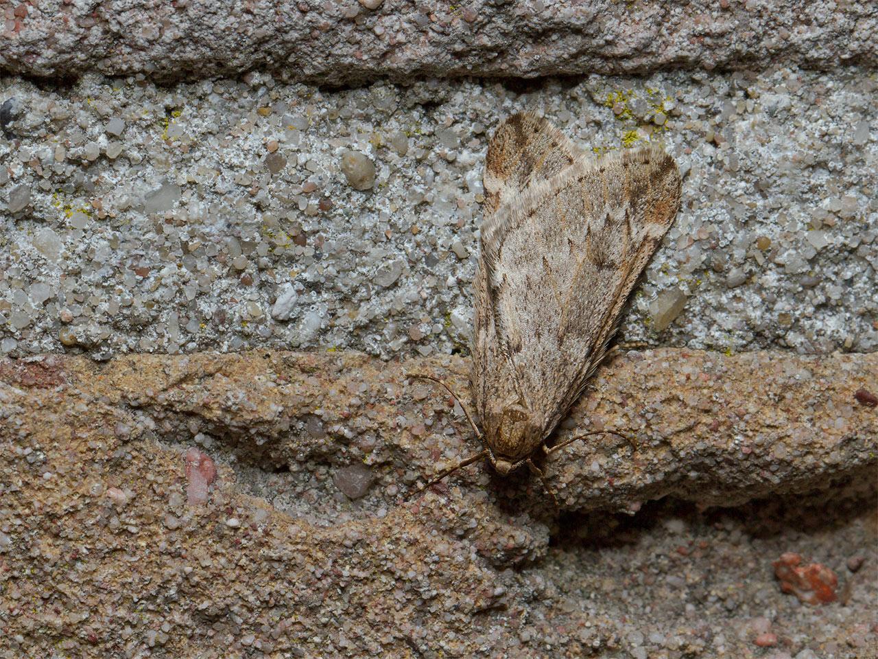 Voorjaarsboomspanner-Alsophila-aescularia-20140306g1280IMG_1290a.jpg