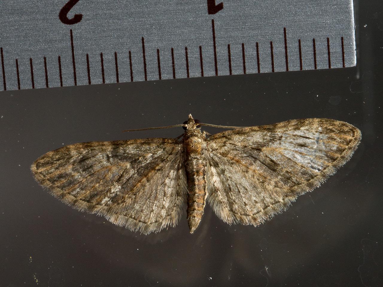 Voorjaarsdwergspanner--Eupithecia-abbreviata-20150420g1280IMG_8803a.jpg