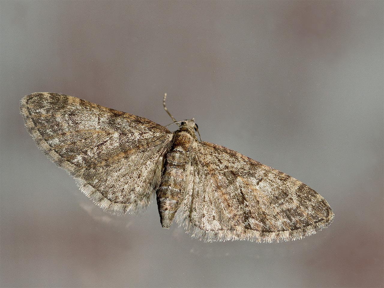 Voorjaarsdwergspanner-Eupithecia-abbreviata-20140405g1280IMG_2526a.jpg