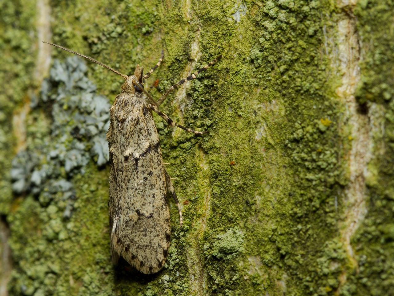 Voorjaarskortvleugelmot Diurnea fagella-20140307g1280IMG_1342a.jpg