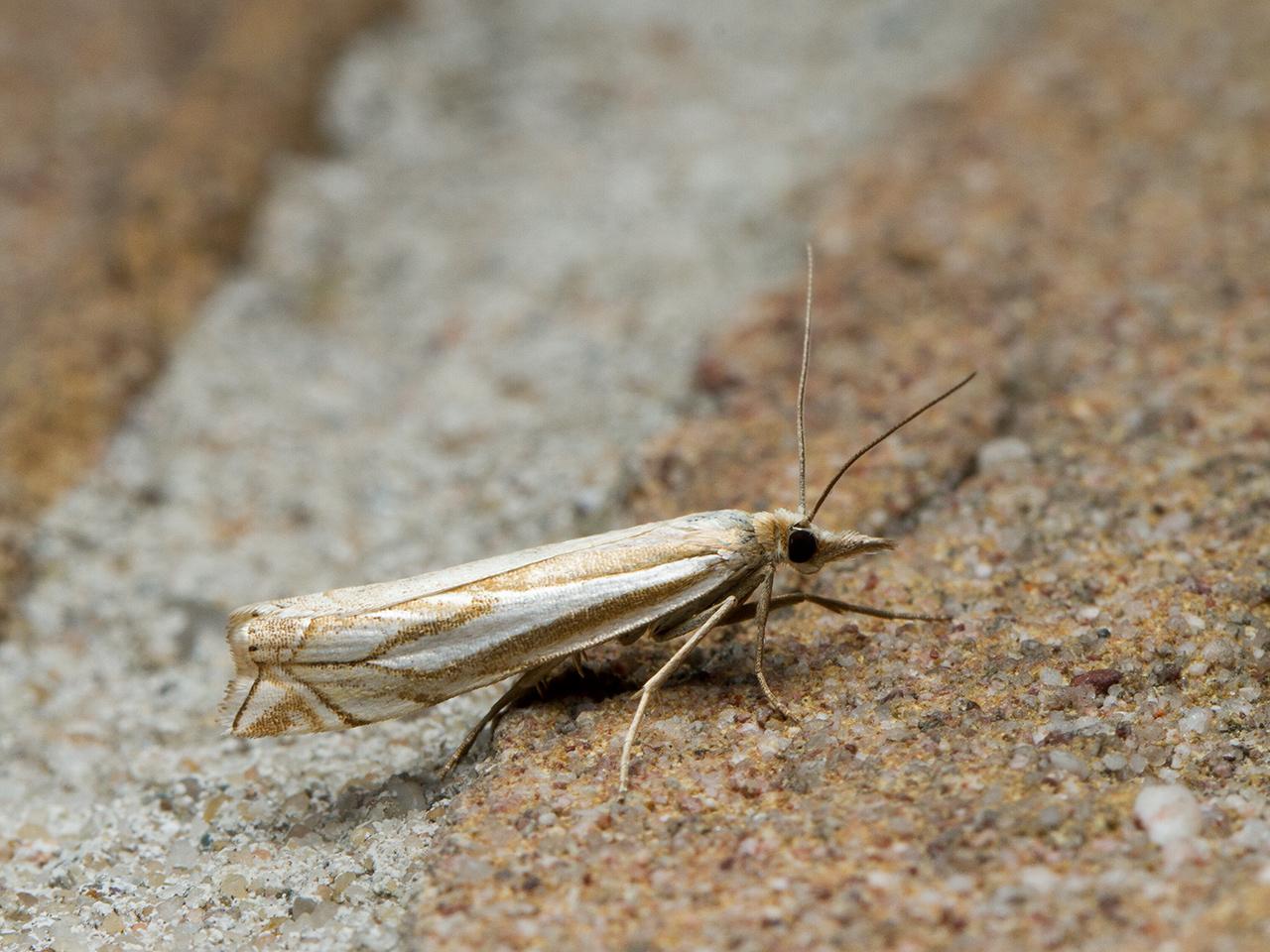 Vroege-grasmot-Crambus-lathoniellus-20150626g1280_MG_0423a.jpg