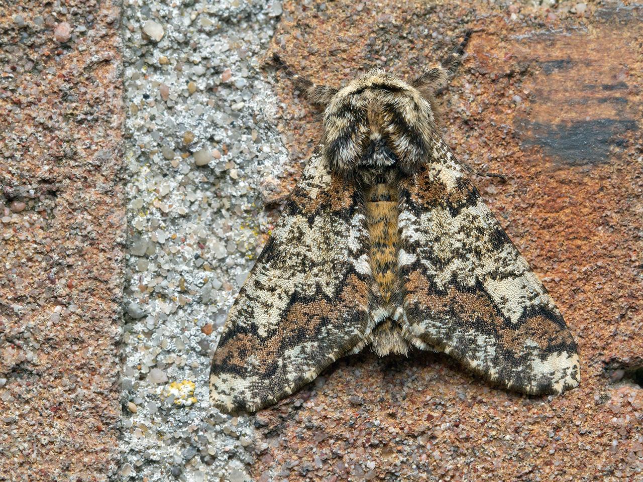 Vroege-spanner-20150404g1280IMG_8737a.jpg