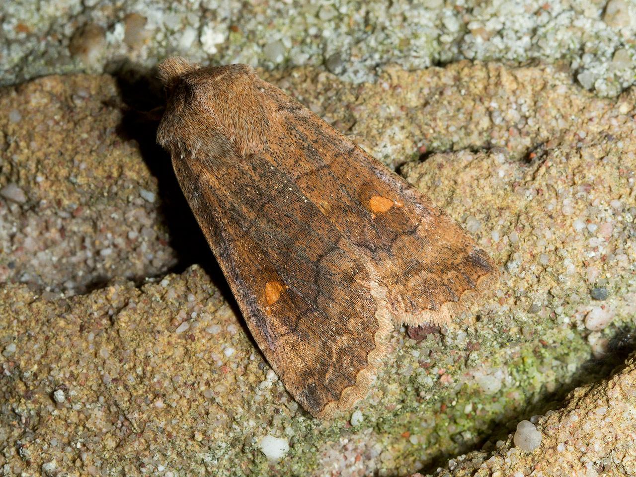Wachtervlinder-Eupsilia-transversa-20140219g1280IMG_0876b.jpg