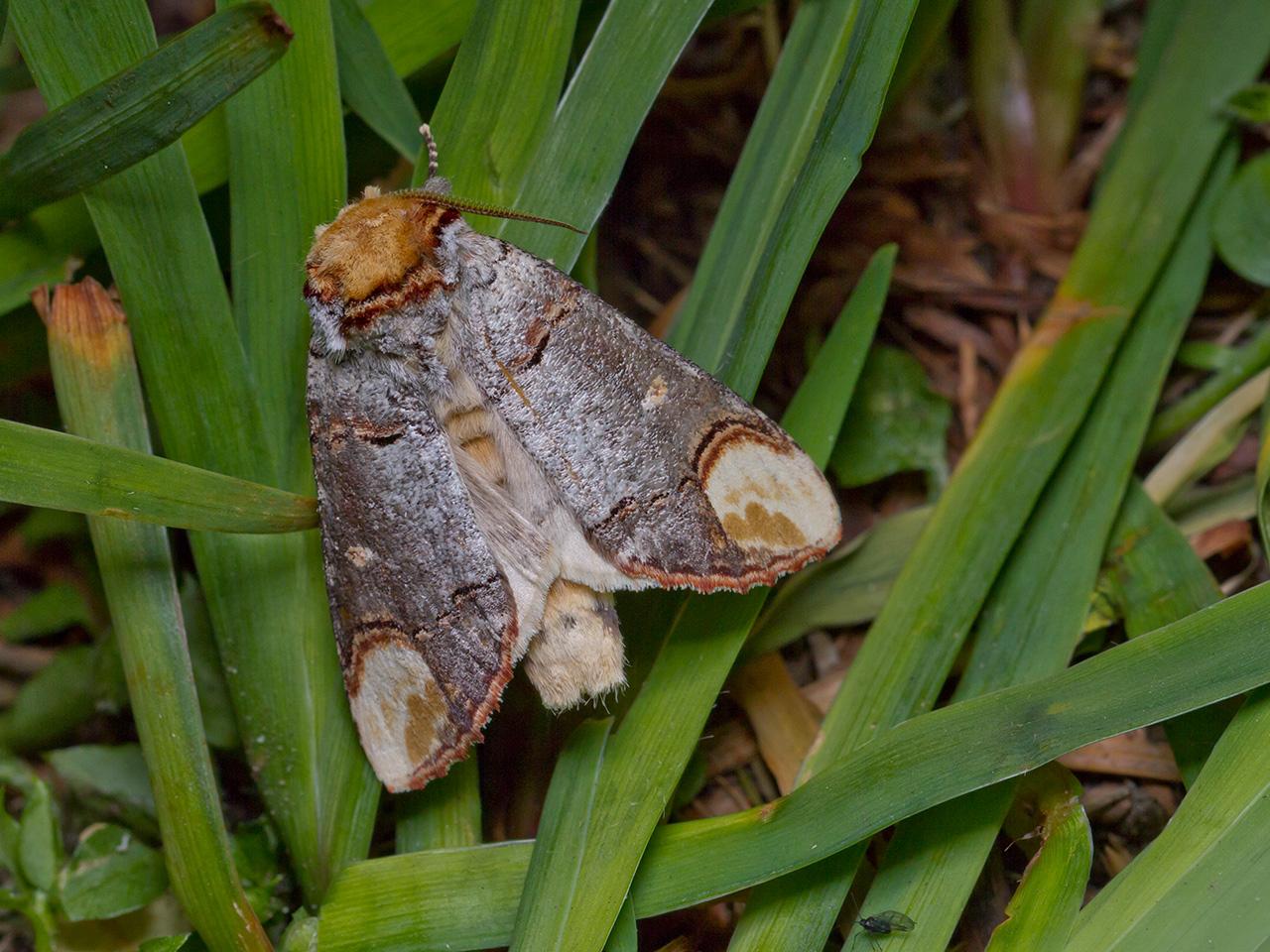 Wapendrager-Phalera-bucephala-20140525g1280IMG_4324a.jpg