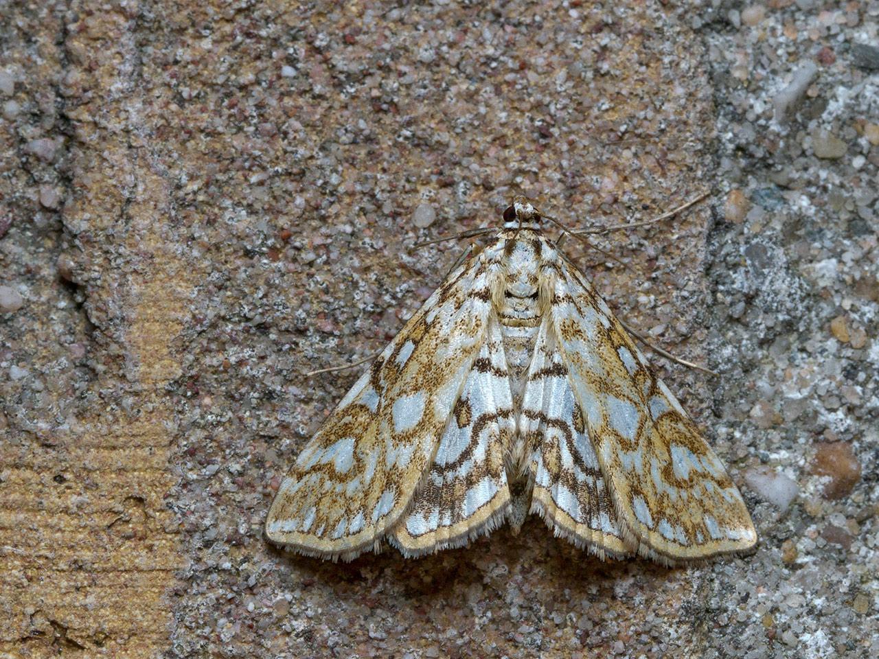 Waterleliemot Elophila nymphaeata-20140827g1280IMG_6344a.jpg