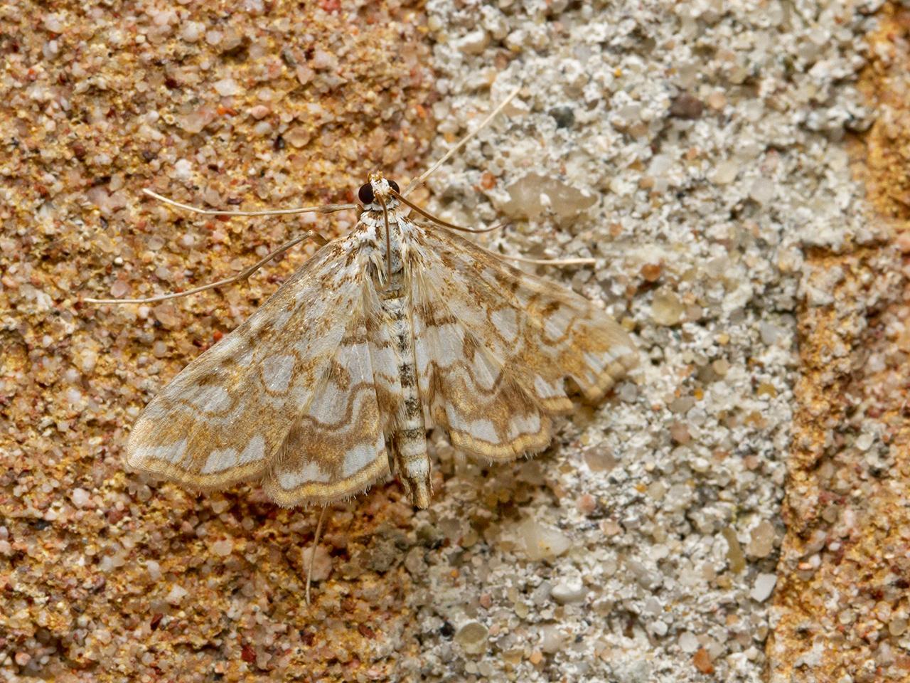 Waterleliemot-20150731g1280IMG_1739a.jpg