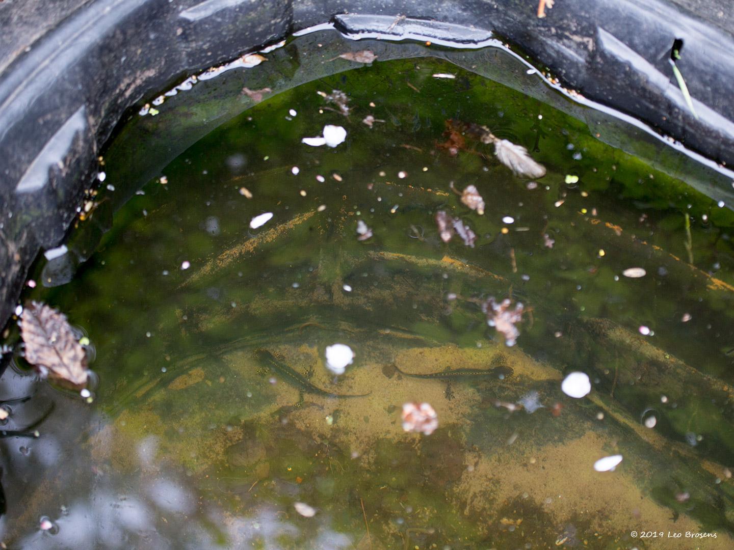 Watersalamander-20190408g14407X1A7216acrfb.jpg