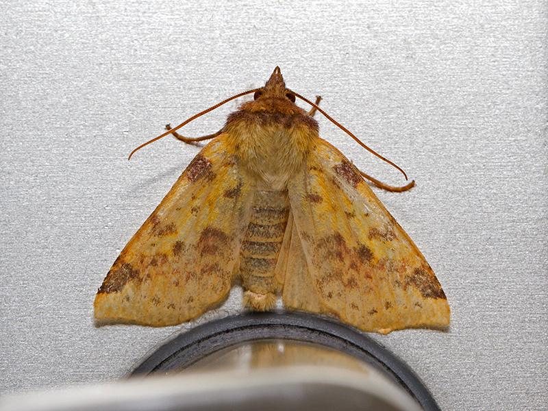 Wilgengouduil-Xanthia-togata-20131016g1280IMG_8991c.jpg