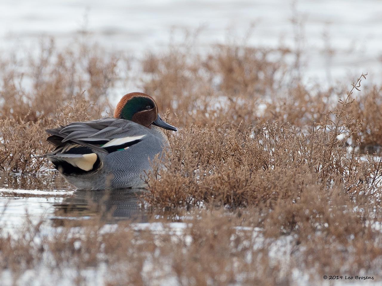 Wintertaling-20190111g1280YSXX3304acrfb_0.jpg