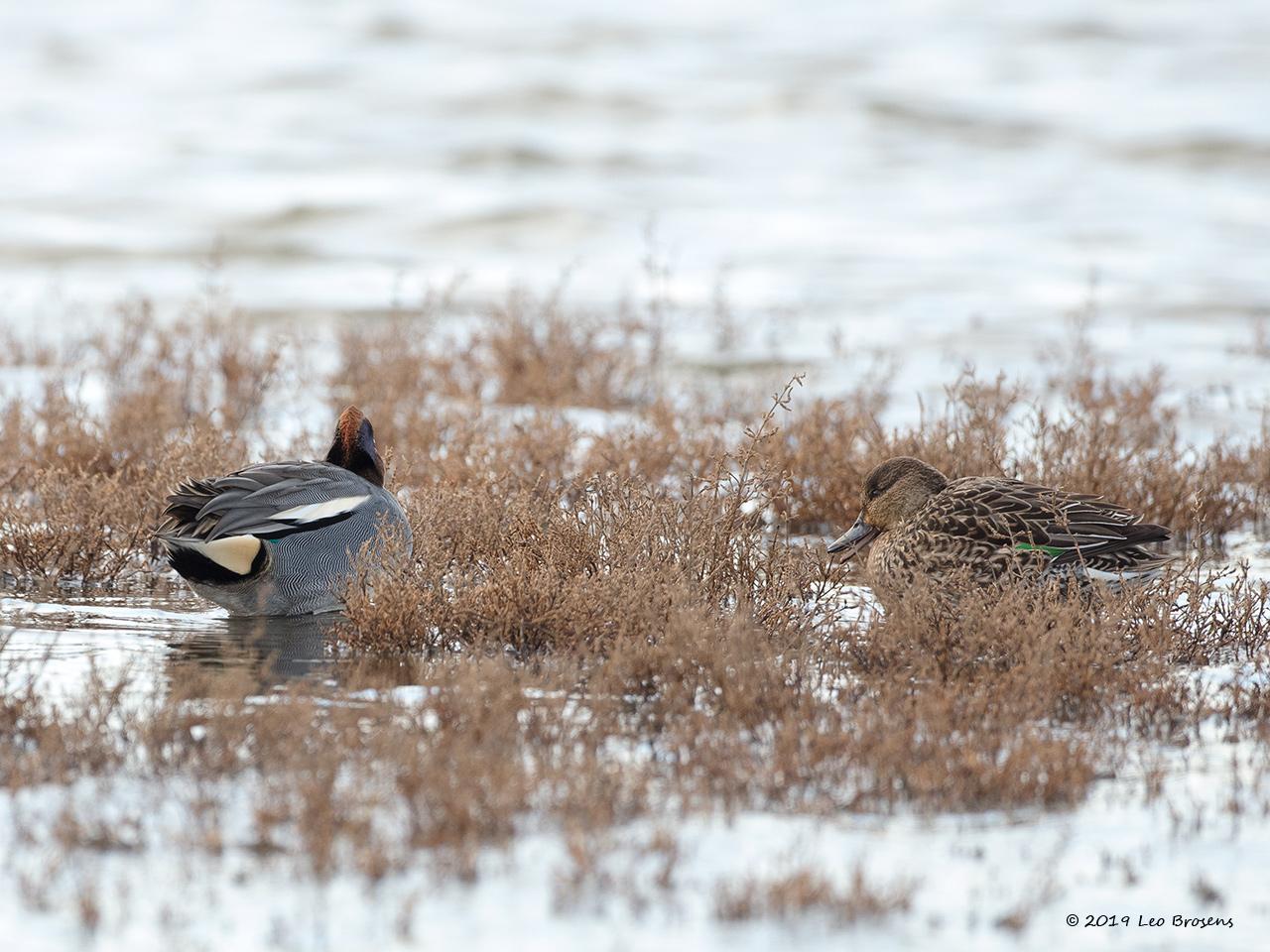 Wintertaling-20190111g1280YSXX3310acrfb.jpg